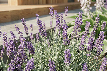 Dom 68 m² mieszkalny, modułowy, całoroczny GLOGOWA V11_A1